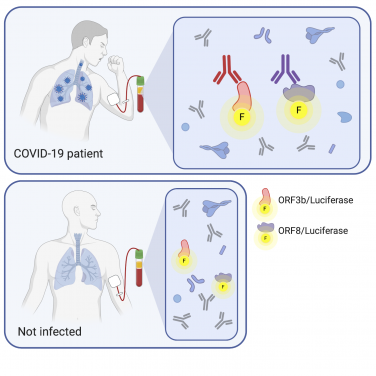 Researchers at HKU Pasteur Research Pole, School of Public Health, LKS Faculty of Medicine at The University of Hong Kong (HKUMed) used Luciferase Immunoprecipitation System (LIPS) assay and discovered that ORF8 and ORF3b are major targets of SARS-CoV-2 humoral immune response and can be used for more specific testing of COVID-19 infection.

 

Blood from COVID-19 patients contains antibodies early after infection, that bind ORF3b and ORF8 proteins. These antibodies were detected by proteins tagged with fluorescent labels by LIPS. As these proteins are unique to the SARS-CoV-2 virus, antibodies from uninfected people would not bind these targets. Thus, LIPS is able to demonstrate a significant difference in antibodies between COVID-19 patients and uninfected (negative) people. (Figure: generated by Biorender)

 
